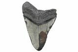 Bargain, Fossil Megalodon Tooth - North Carolina #208001-2